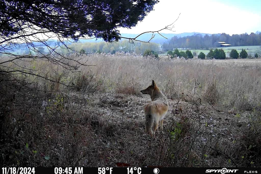 SPYPOINT FLEX-S coyote