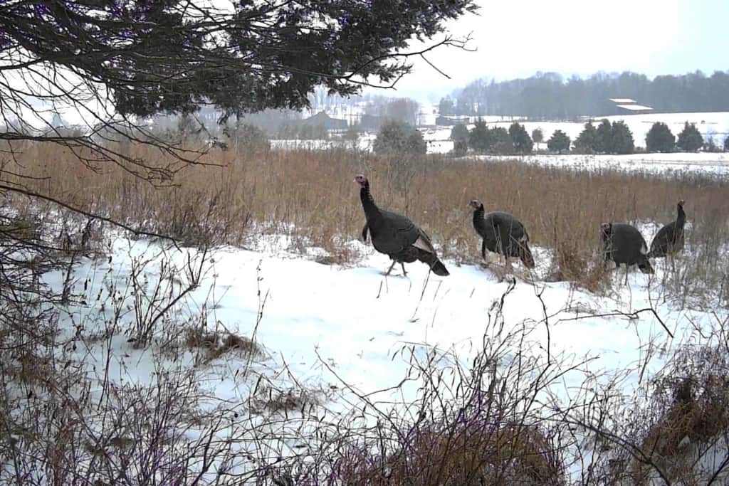 spypoint trail camera and wild turkey