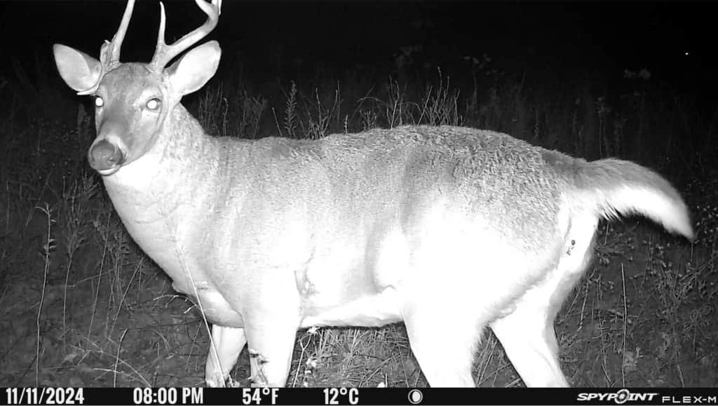 spypoint trail cameras with deer