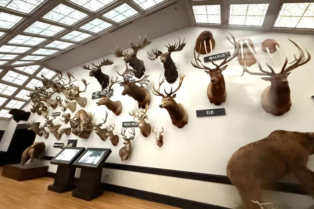 A collection of Boone and Crockett mounts
