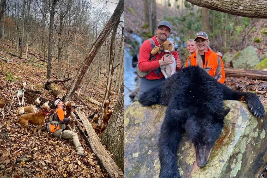 bear hunting with hounds in West Virginia
