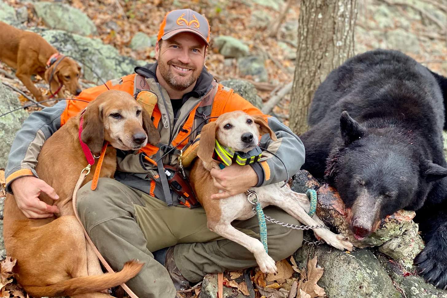Hound-Hunting Black Bears 