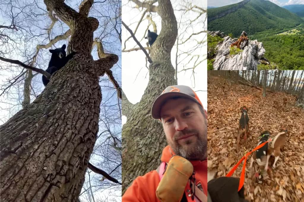 treed black bear, hounds working a scent trail, scenic photo of Josh Hedrick with his hounds