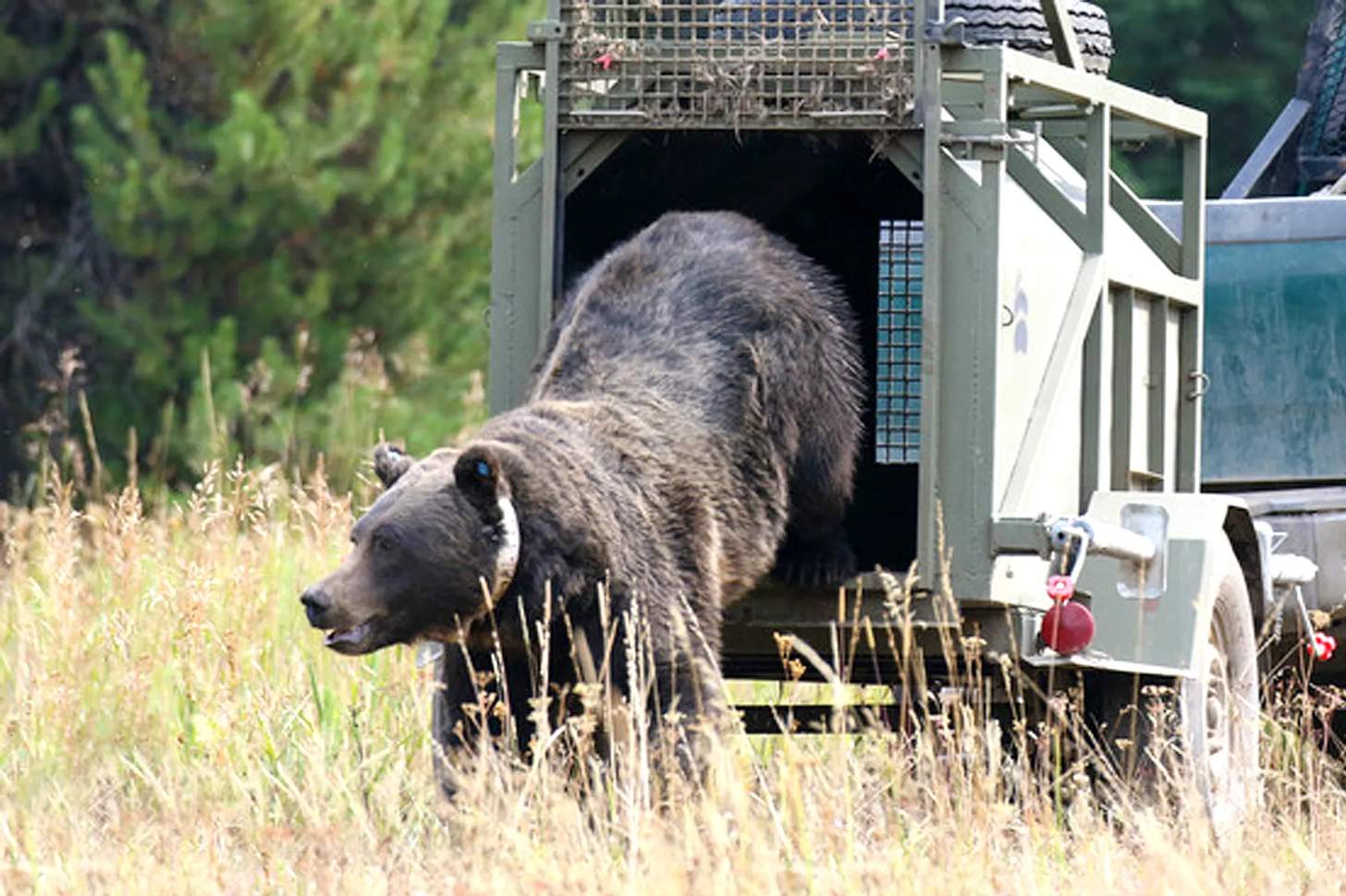 Screwworms, Whitetails & Grizzly, Oh My! 