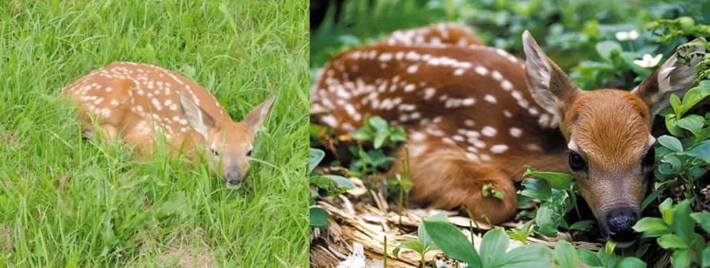whitetail fawn