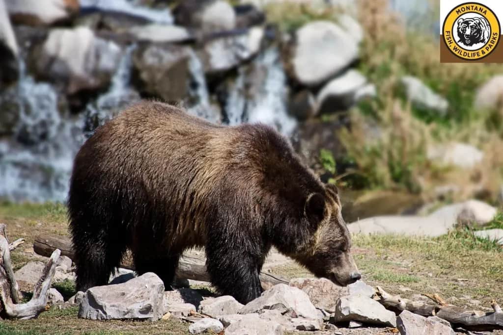 Grizzly Bear Killed Near Dupuyer, Montana