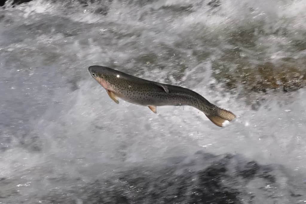 Steelhead trout migration Vermont