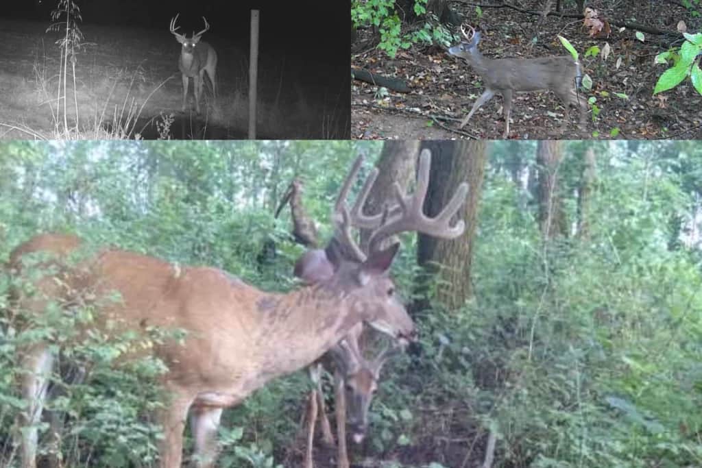 SPYPOINT deer in velvet, buck at night, small buck caught in travel corridor
