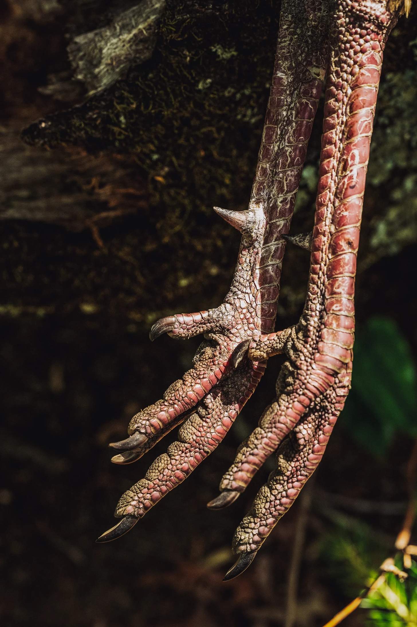 spurs on the legs of a wild turkey