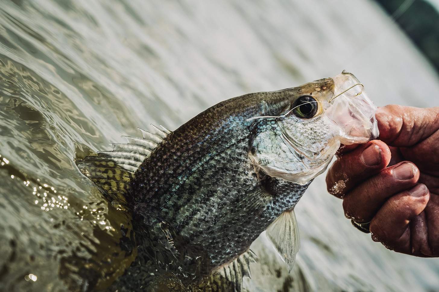 fisherman pulling a crappie from the water