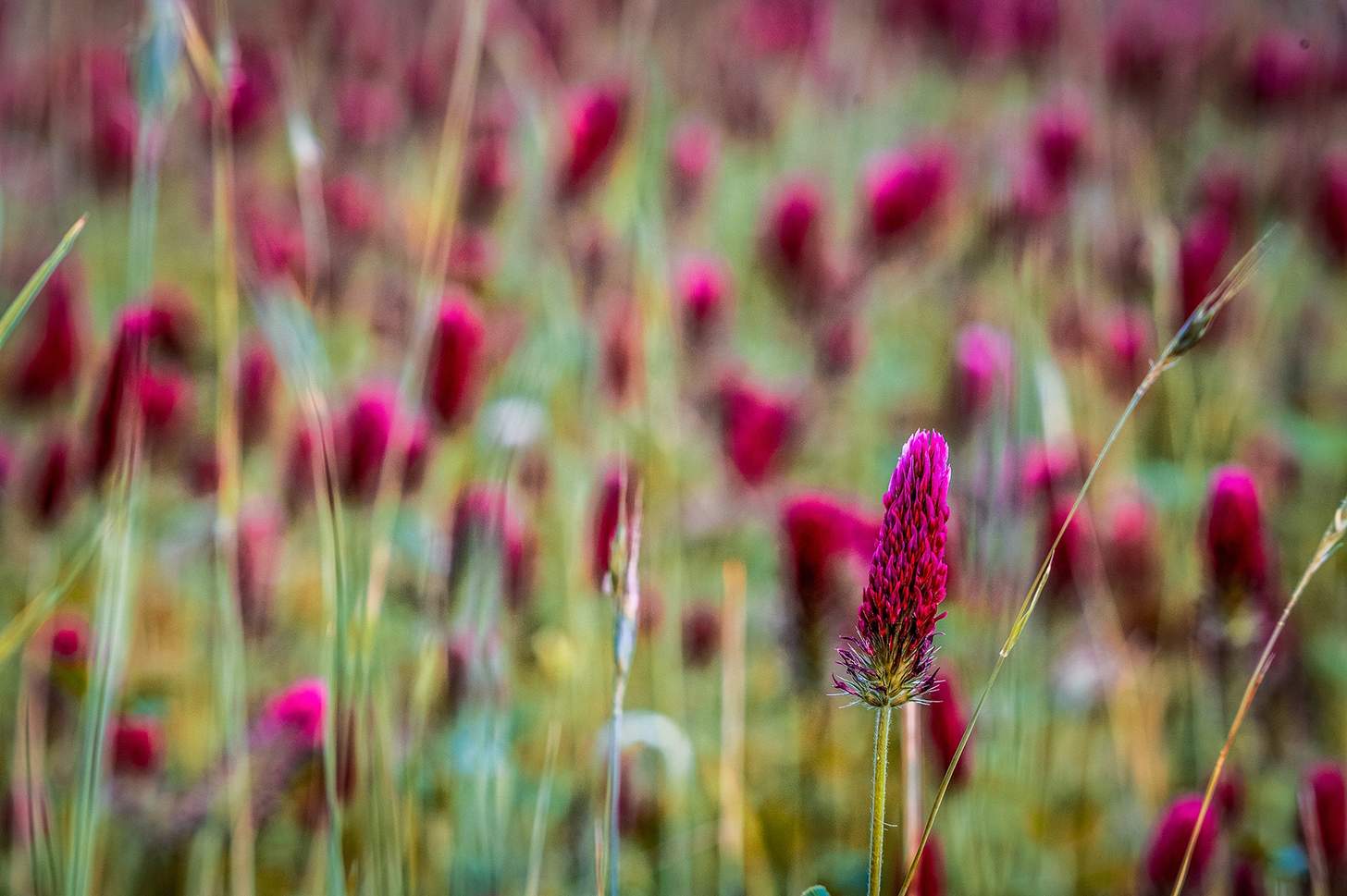 crimson clover