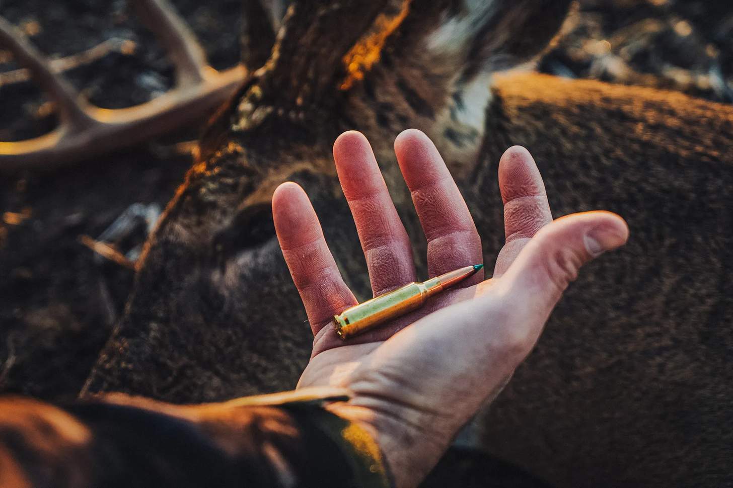 a round of Barnes Sierra Harvest Collection ammo in a man's hand with a buck in the background