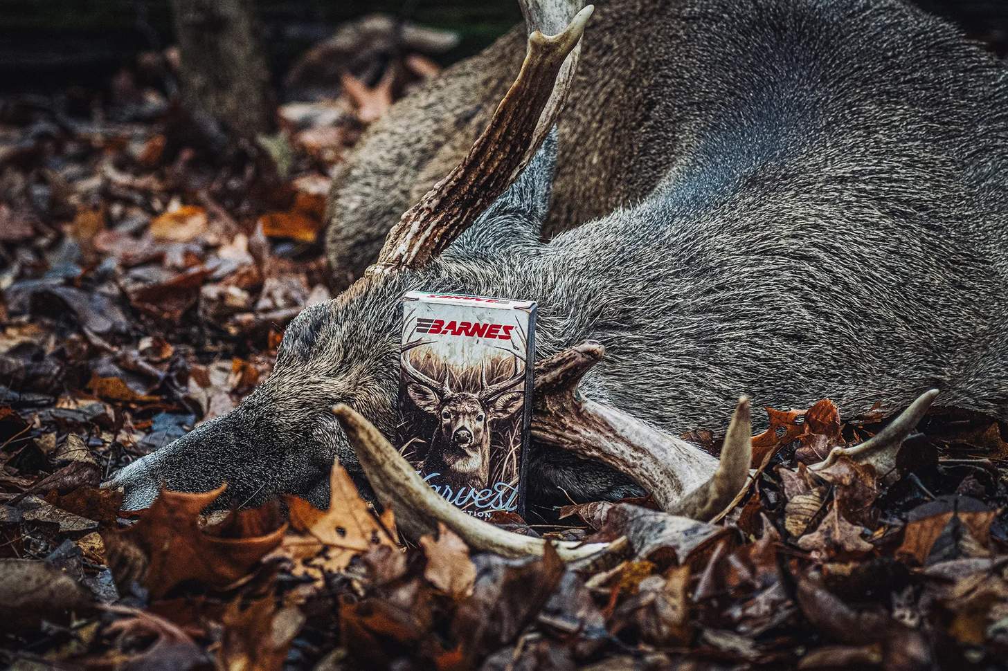 a box of Barnes Sierra Harvest Collection hunting ammo in the rack of a downed buck