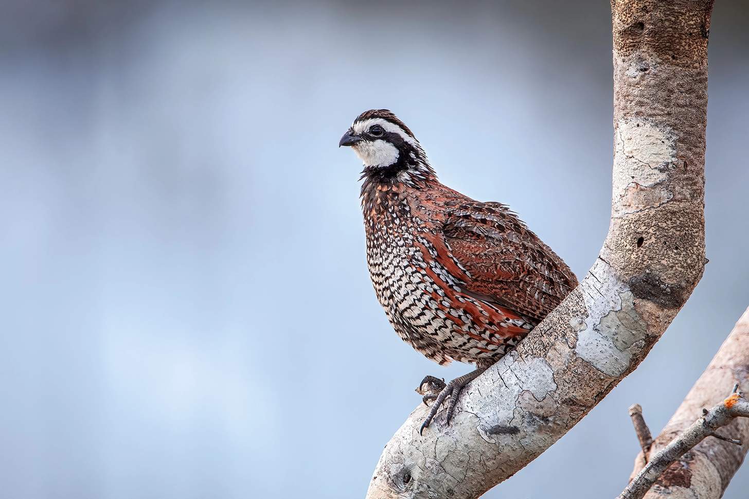 a bobwhite quail on a branch