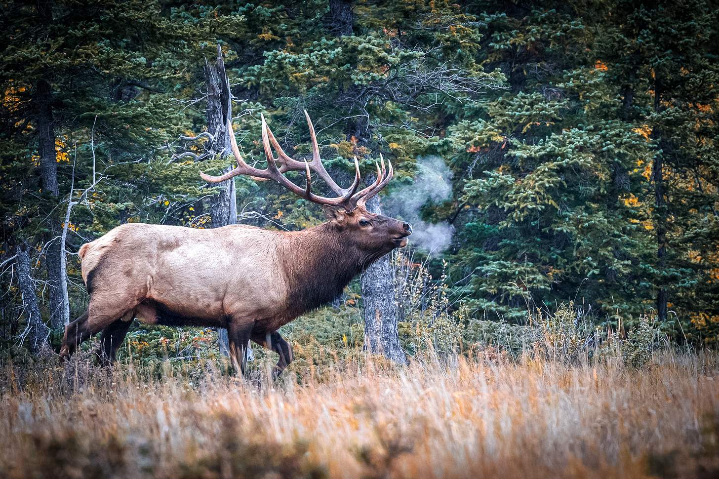 a bull elk bugling with steamy breath