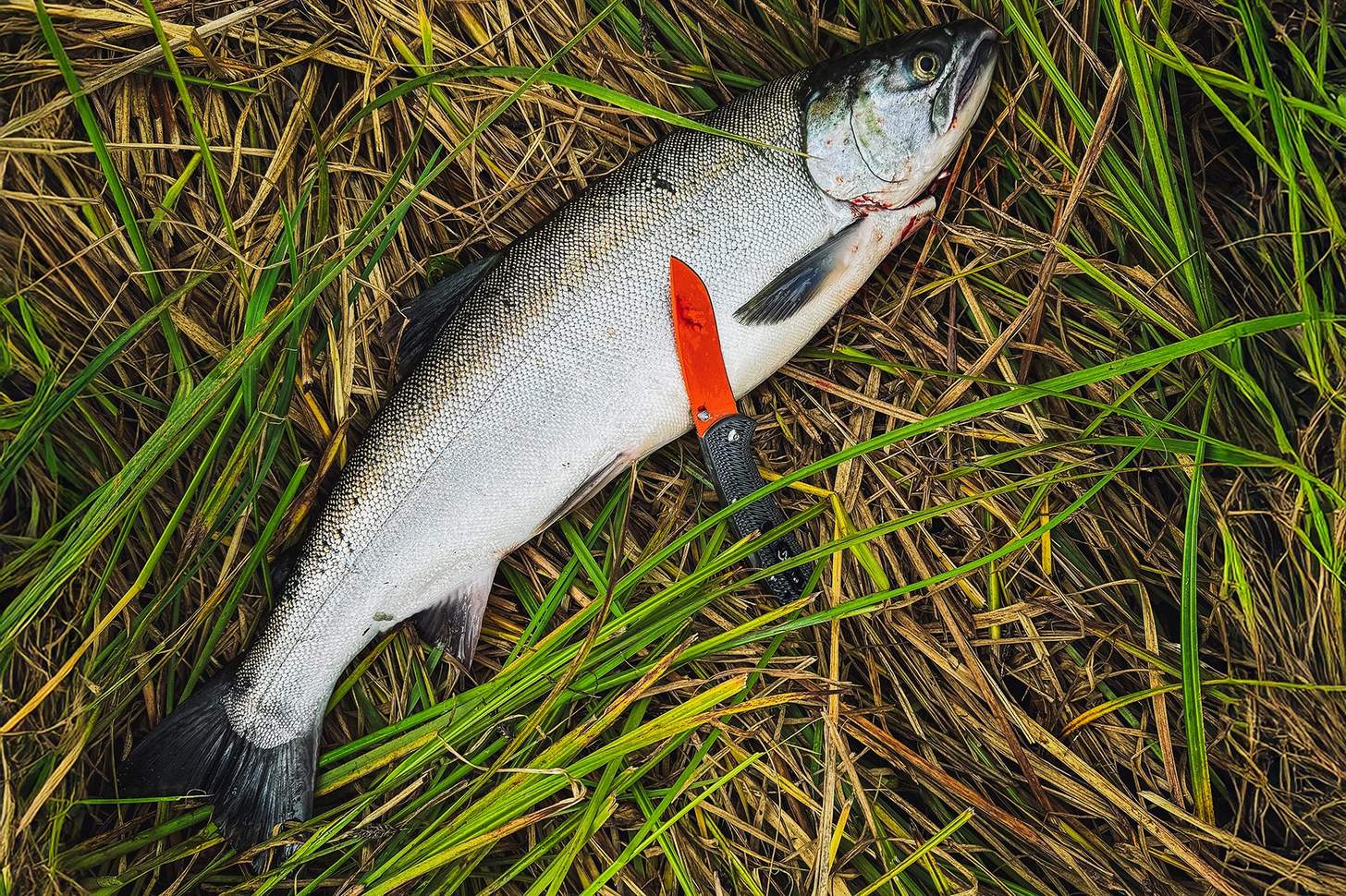 The author's freshly caught soho salmon