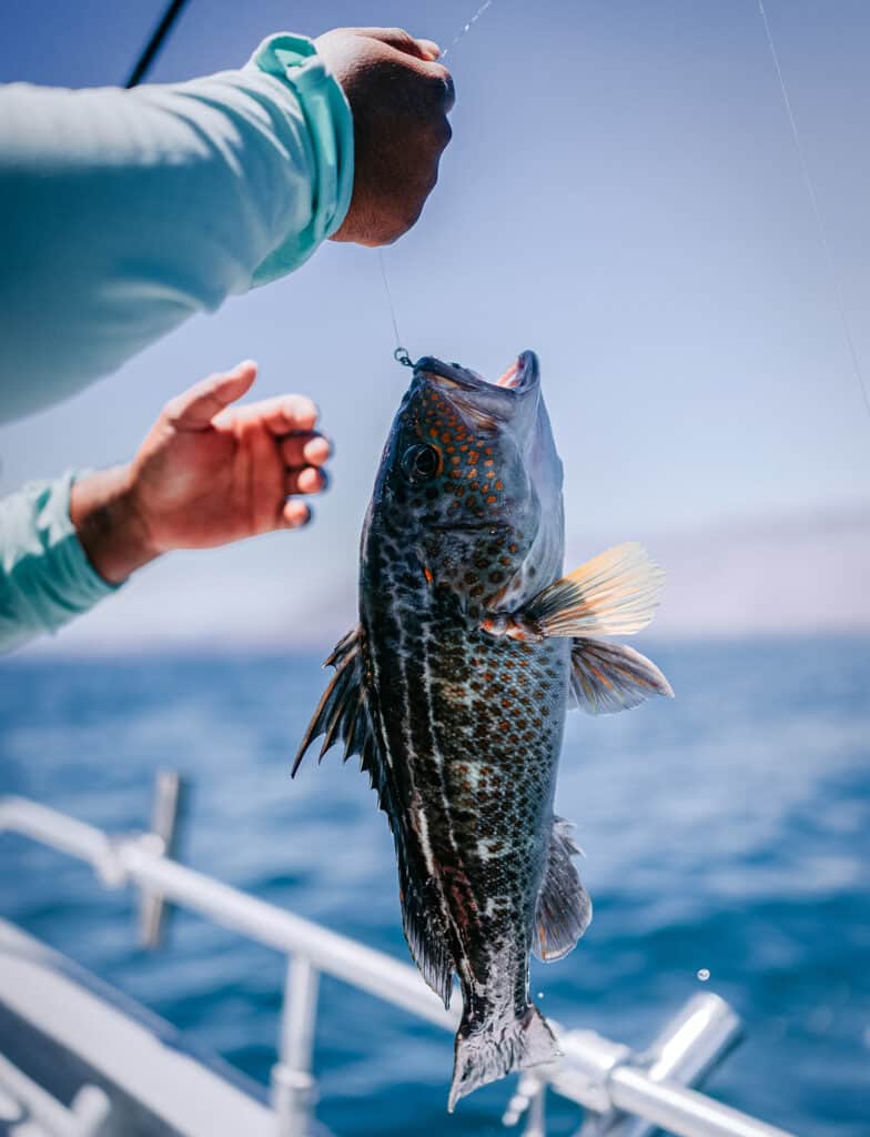 a fish being pulled from the water on a hook
