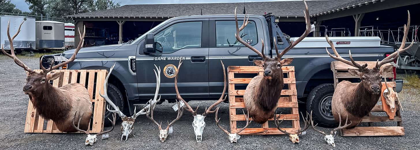 mounts seized during poaching ring bust Montana Fish, Wildlife & Parks