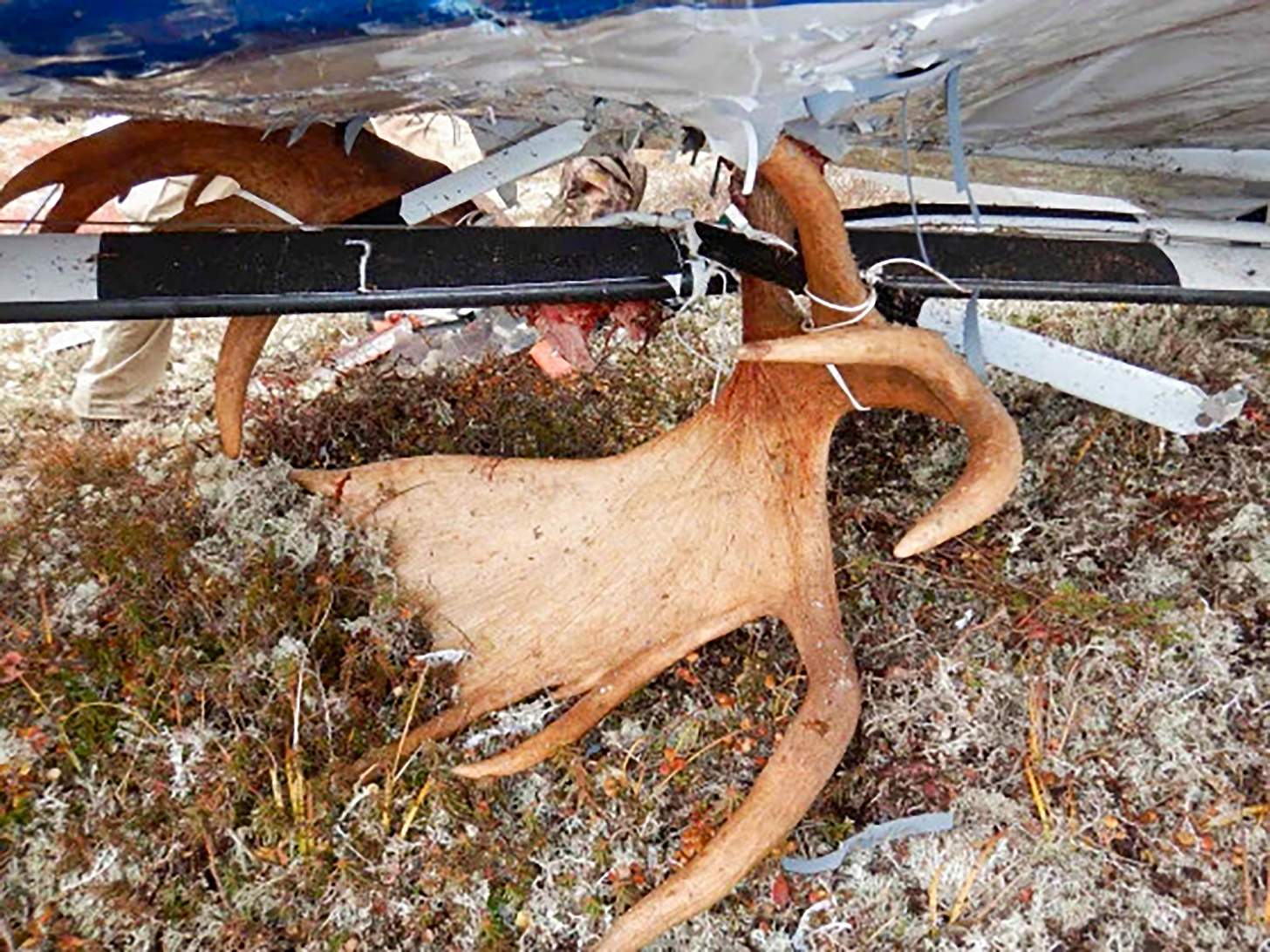 A photo of moose antlers lashed to the exterior of the plane. Photo: NTSB