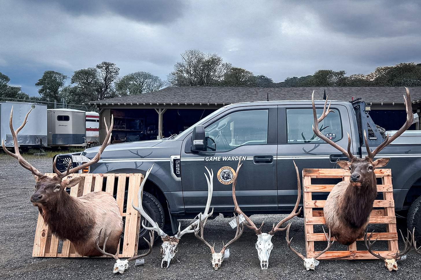 Montana Poaching Ring Busted: Killed Trophy Elk, Muleys for Years