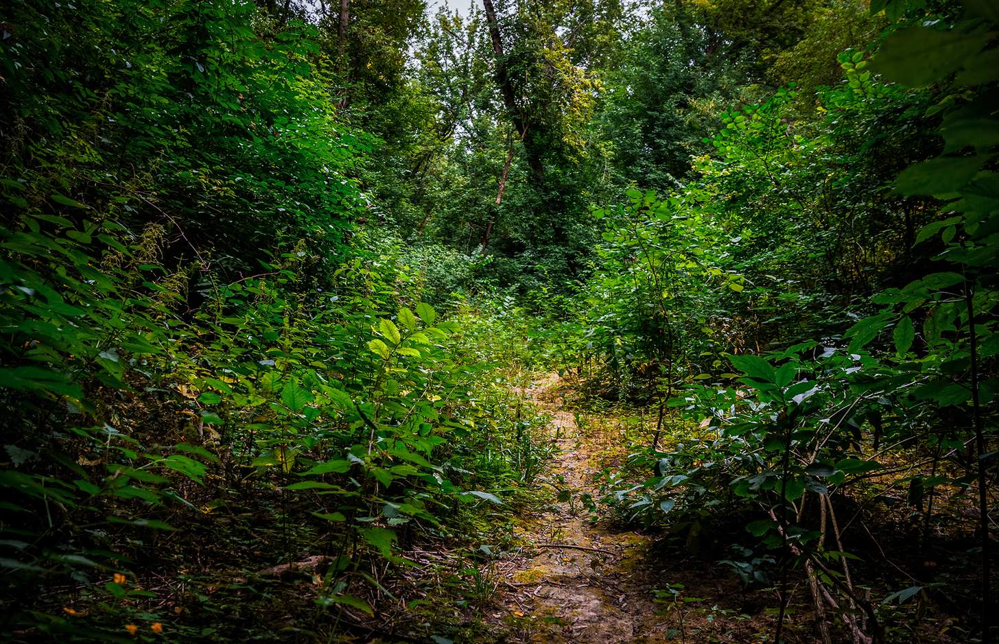 overgrown trail in the woods
