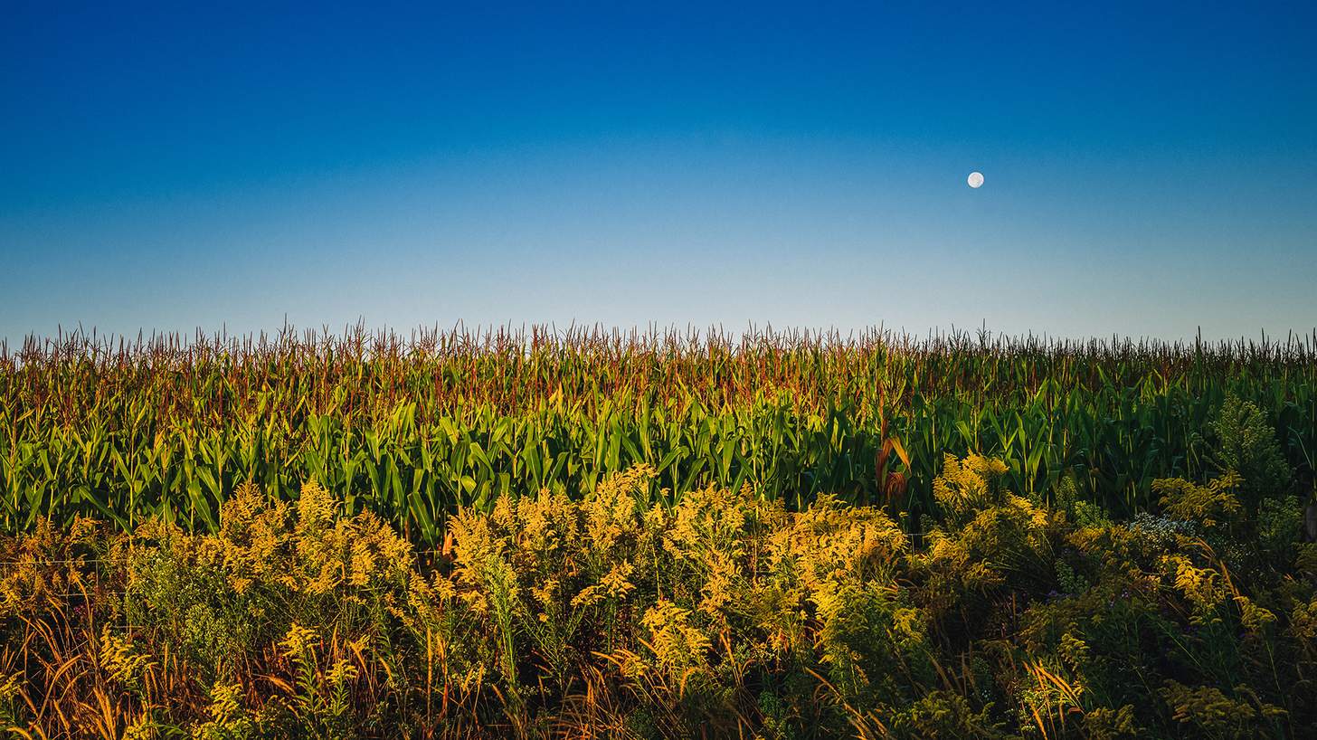 a cornfield in late summer