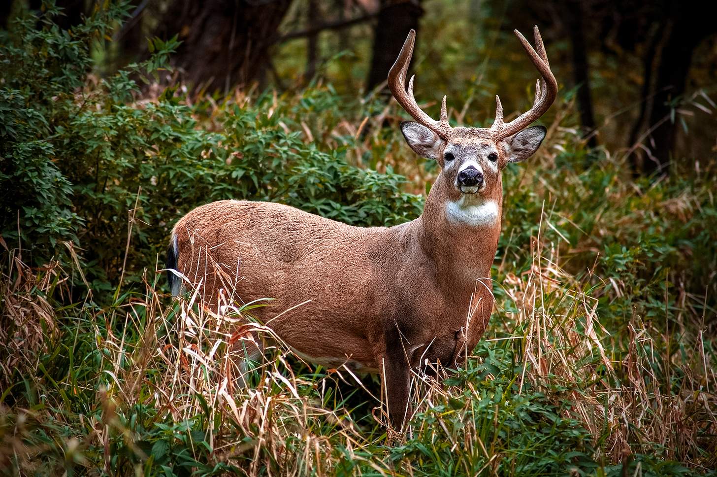 August Whitetail Prep: It’s Anything But a Throwaway Month
