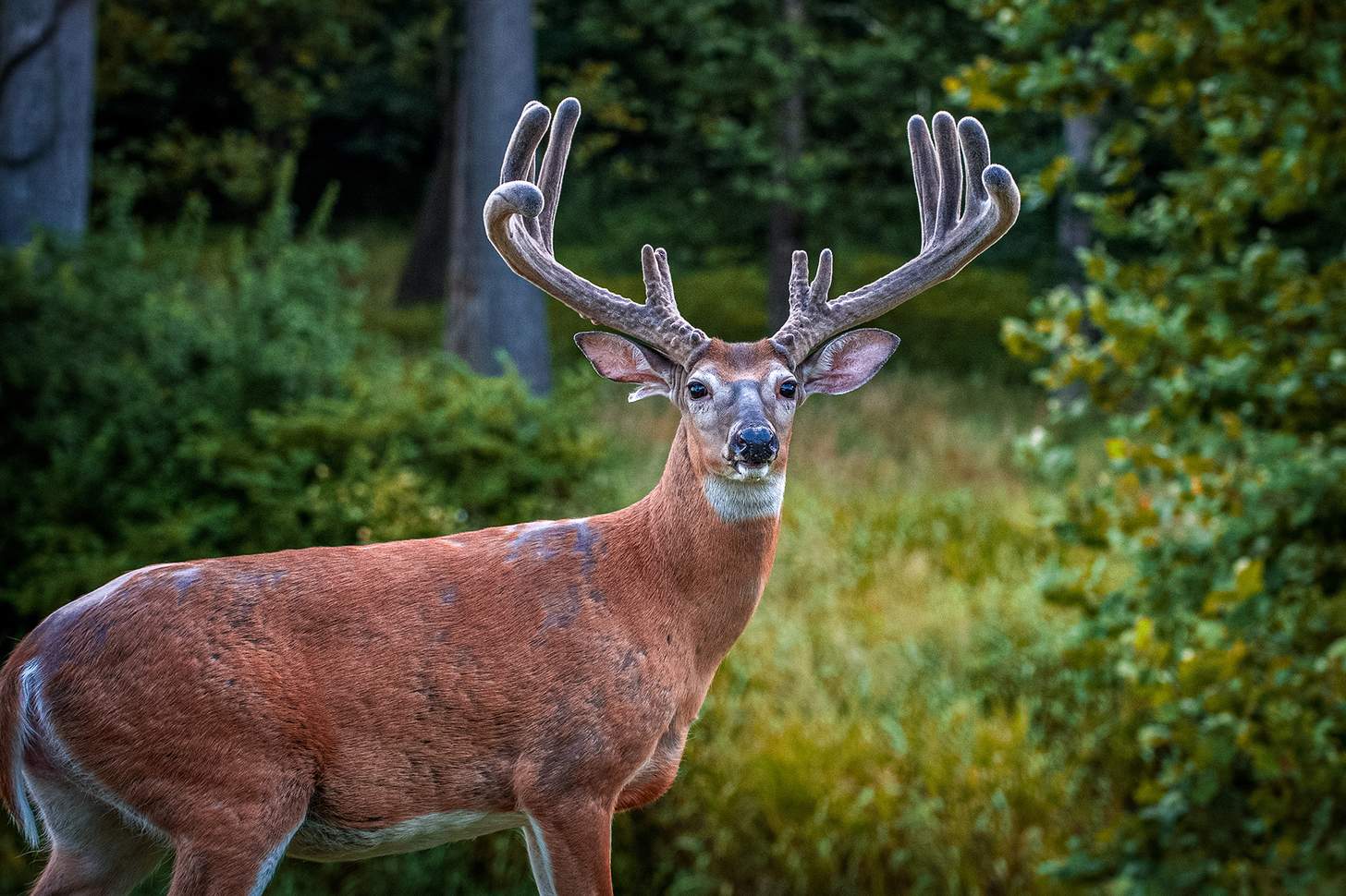 a large white-tailed deer buck with velvet antlers