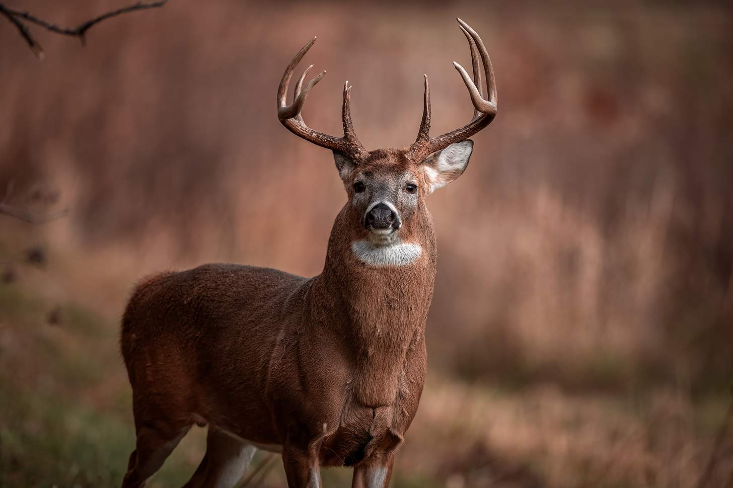 Whitetail buck on the move during rut with a fat neck