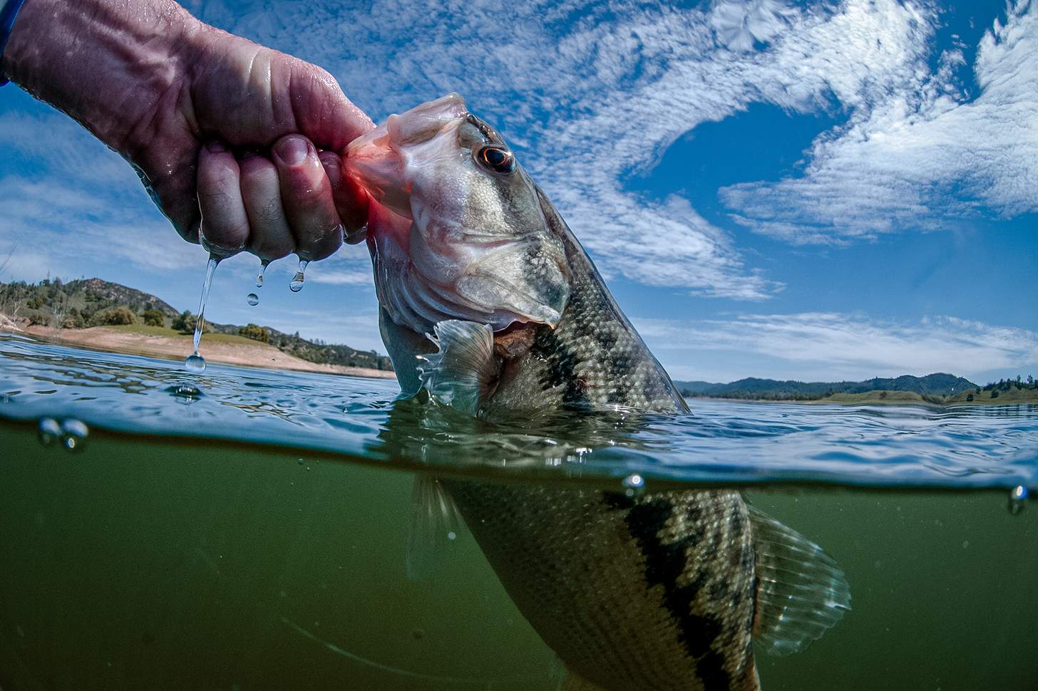 Breakdown: The 15 U.S. Bass Species Every Angler Should Know