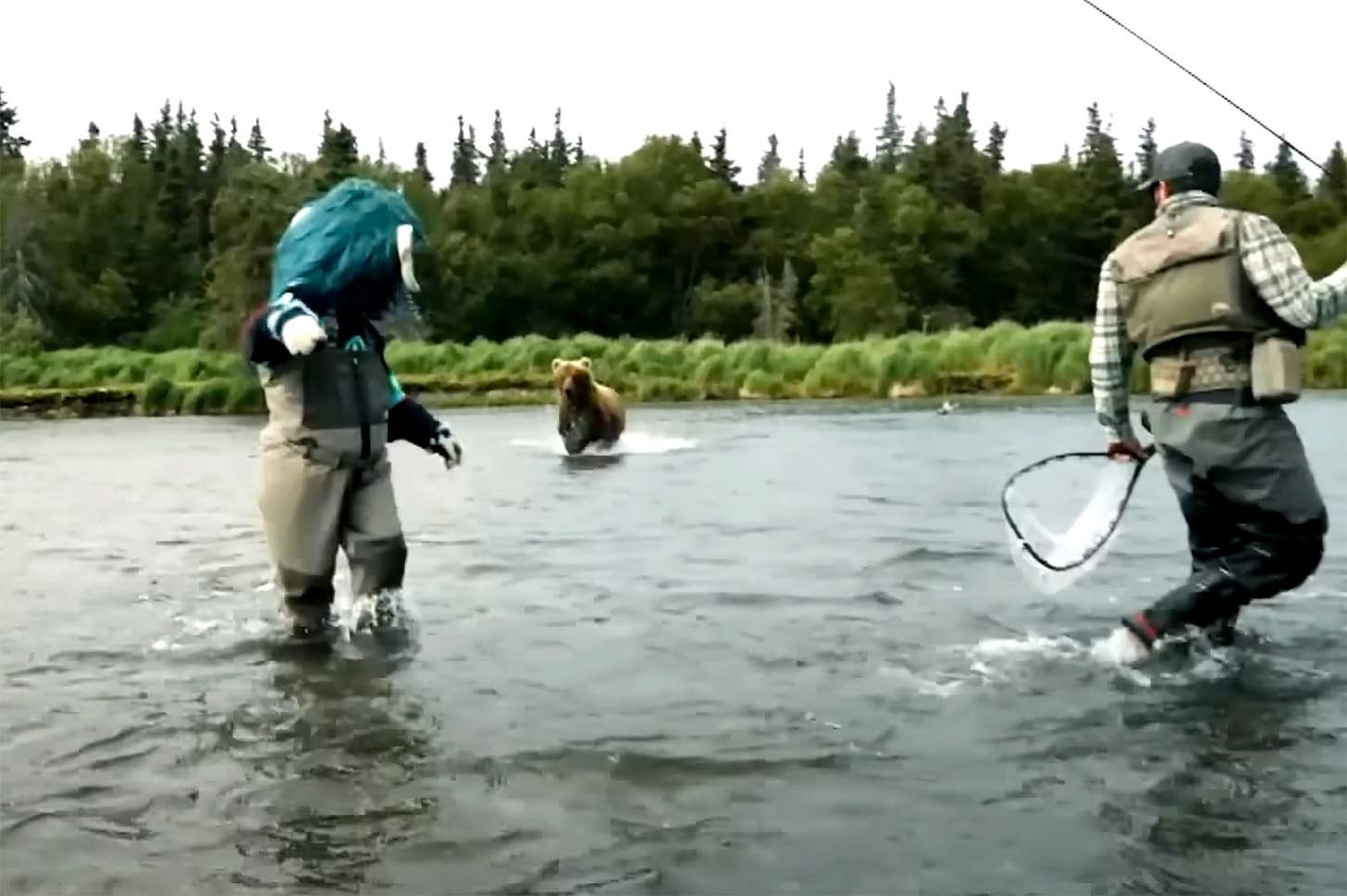 Brown Bear Chases Seattle Kraken Mascot Out of River: VIDEO