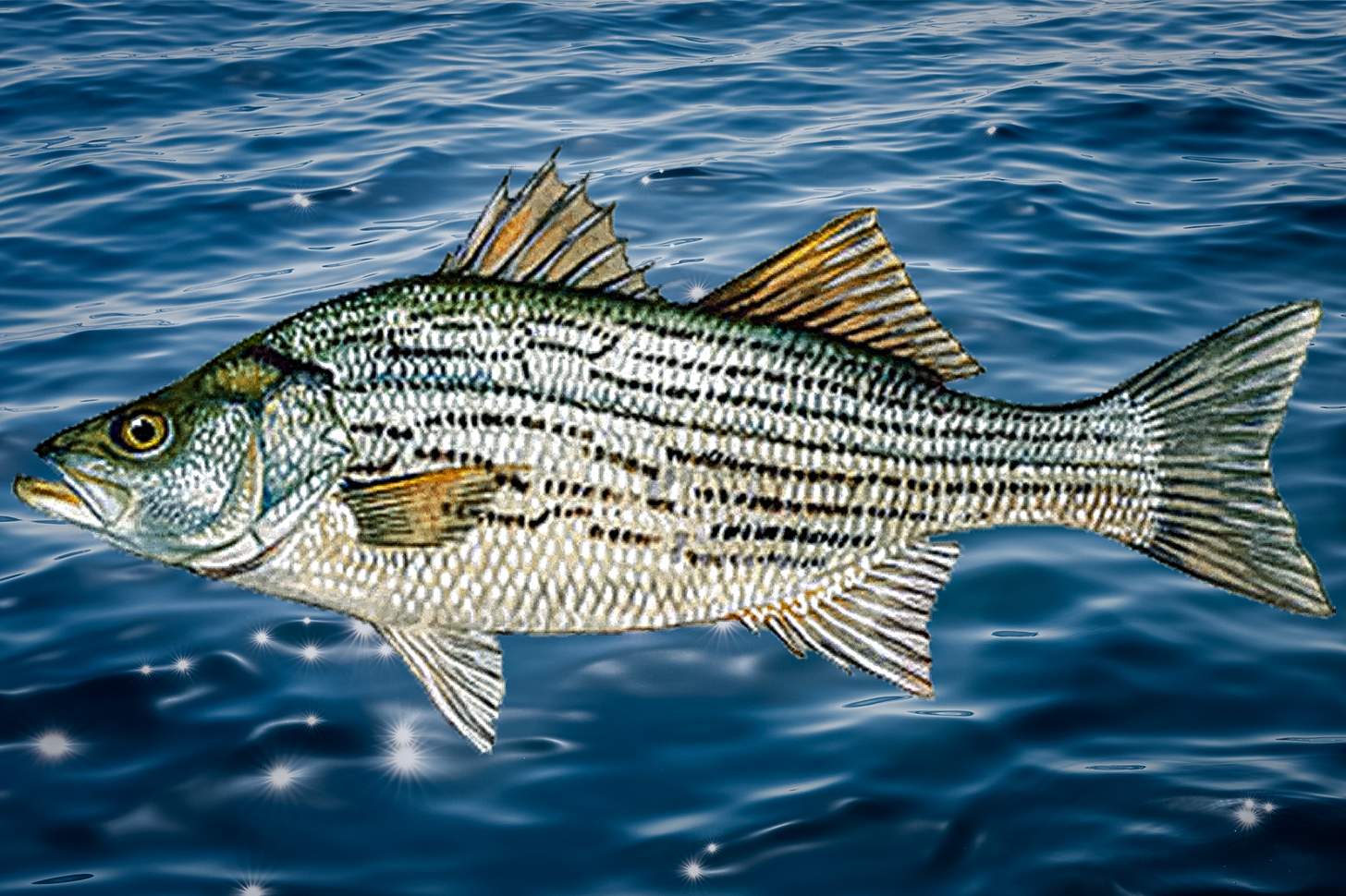 Hybrid Striped Bass