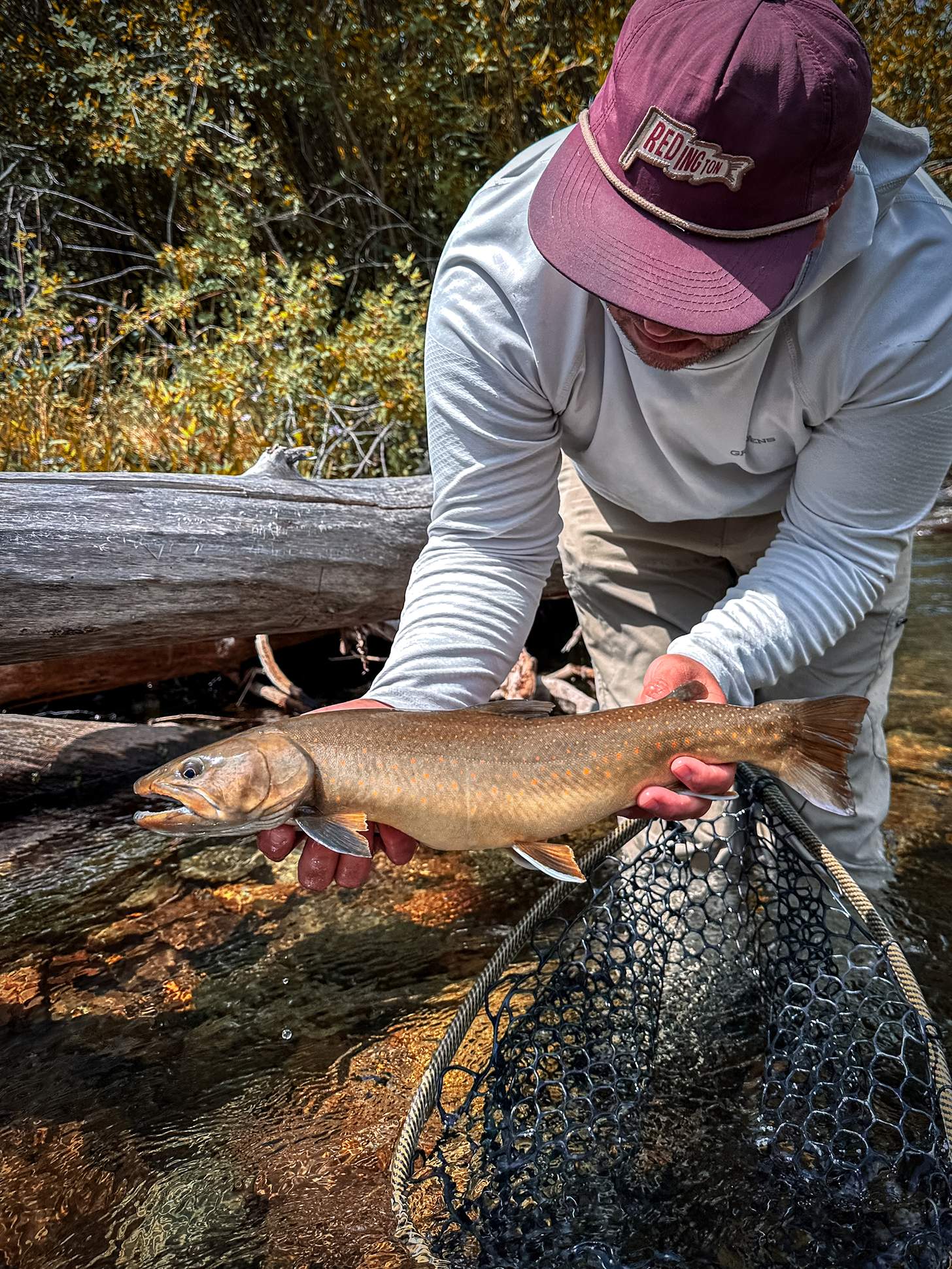 an angler pulling a trout from a net