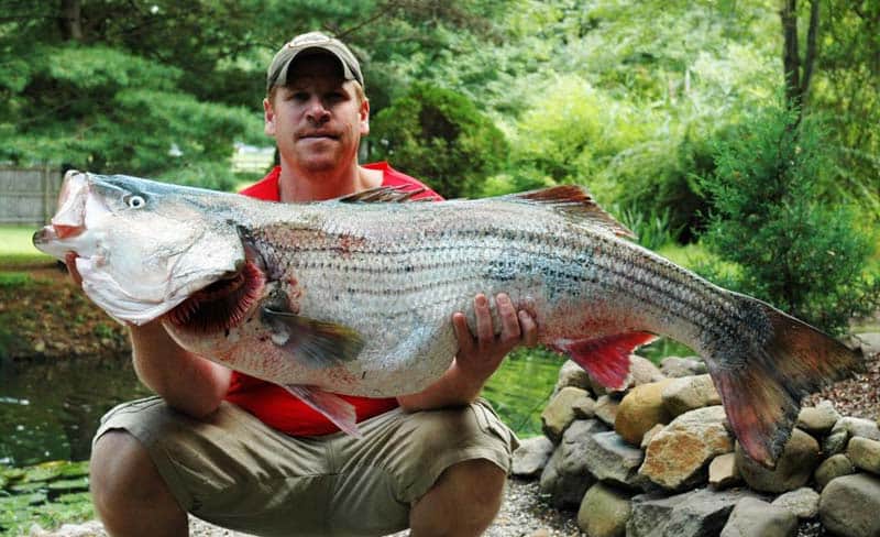 Gregory Myerson and his world record striper