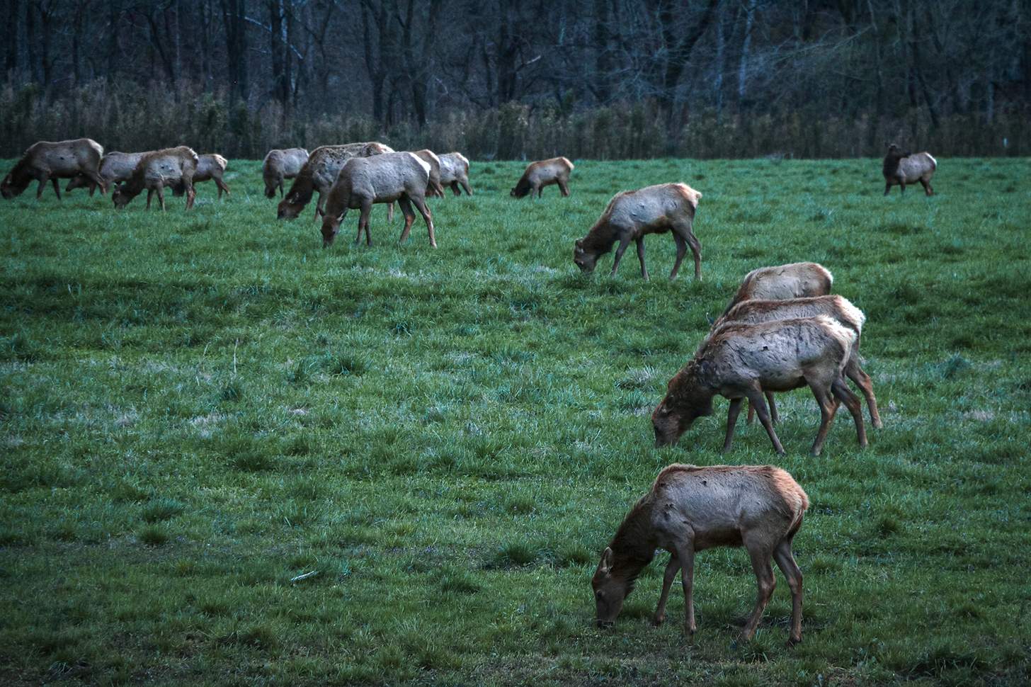 a herd of elk grazing in a field