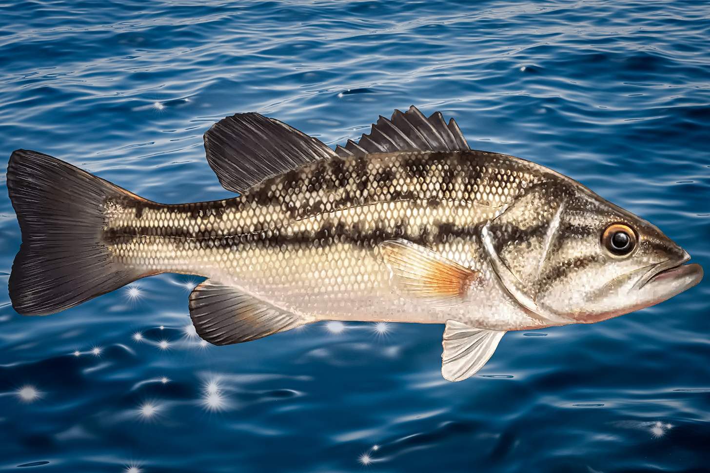 Spotted Bass