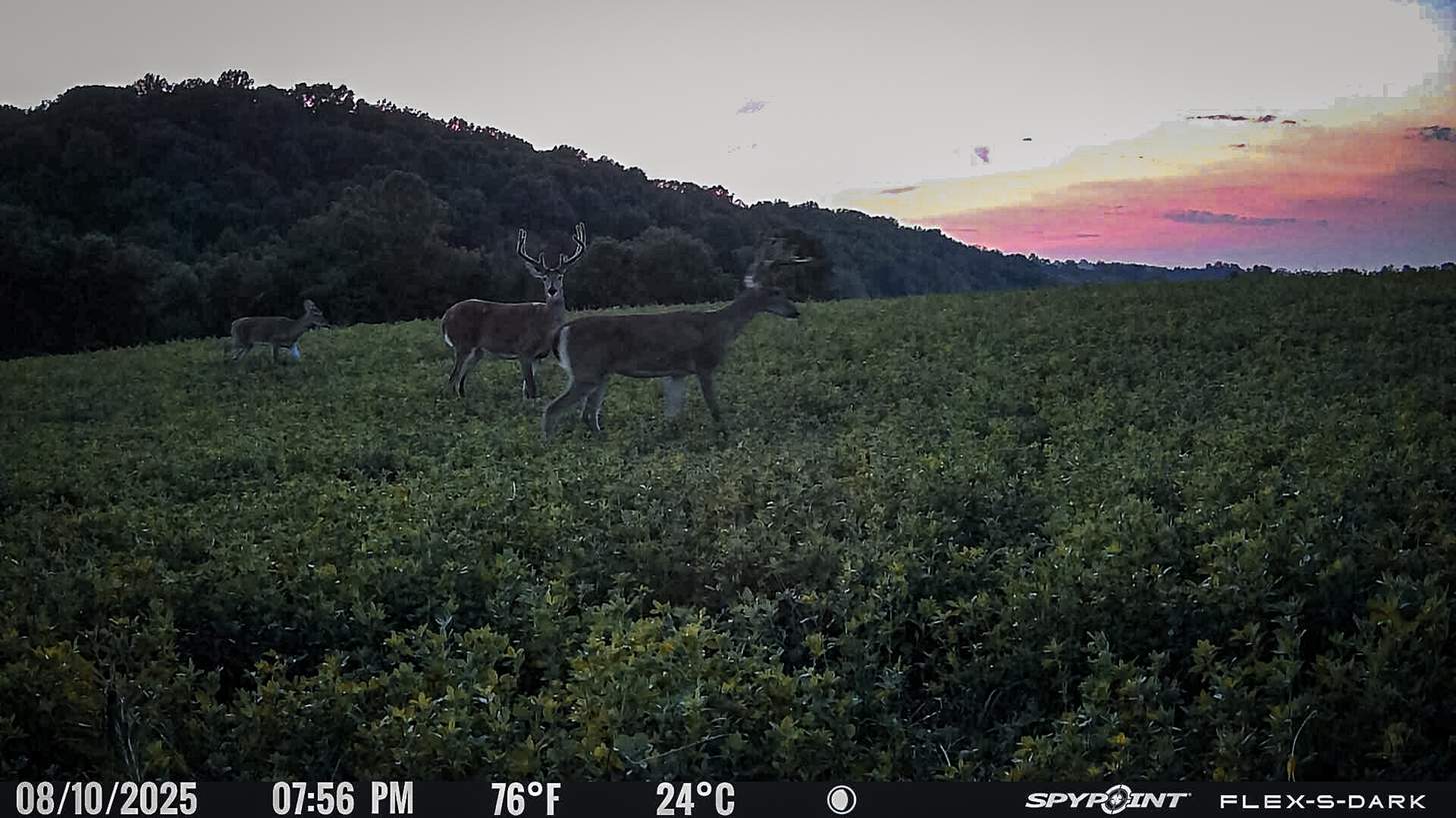 whitetail deer in a trail cam photo daytime