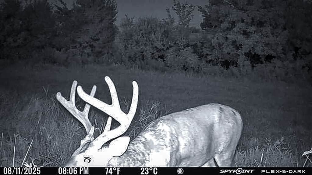 whitetail deer in a trail cam photo at night