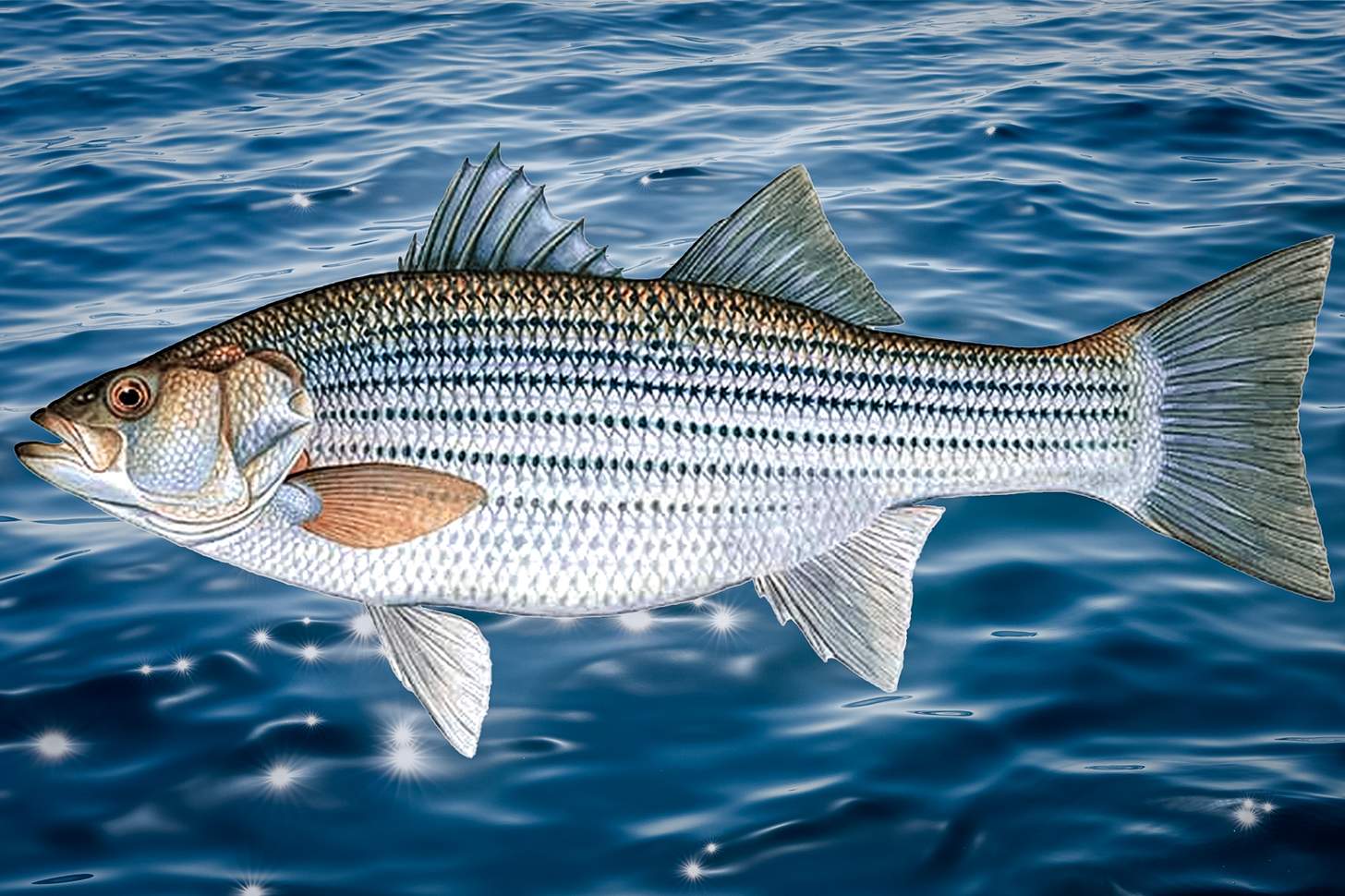 Striper