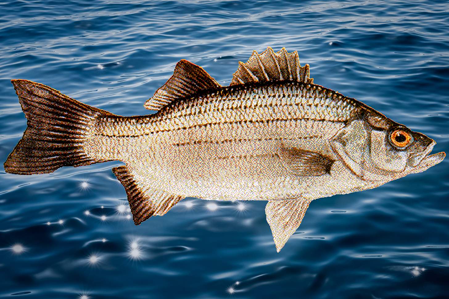White Bass