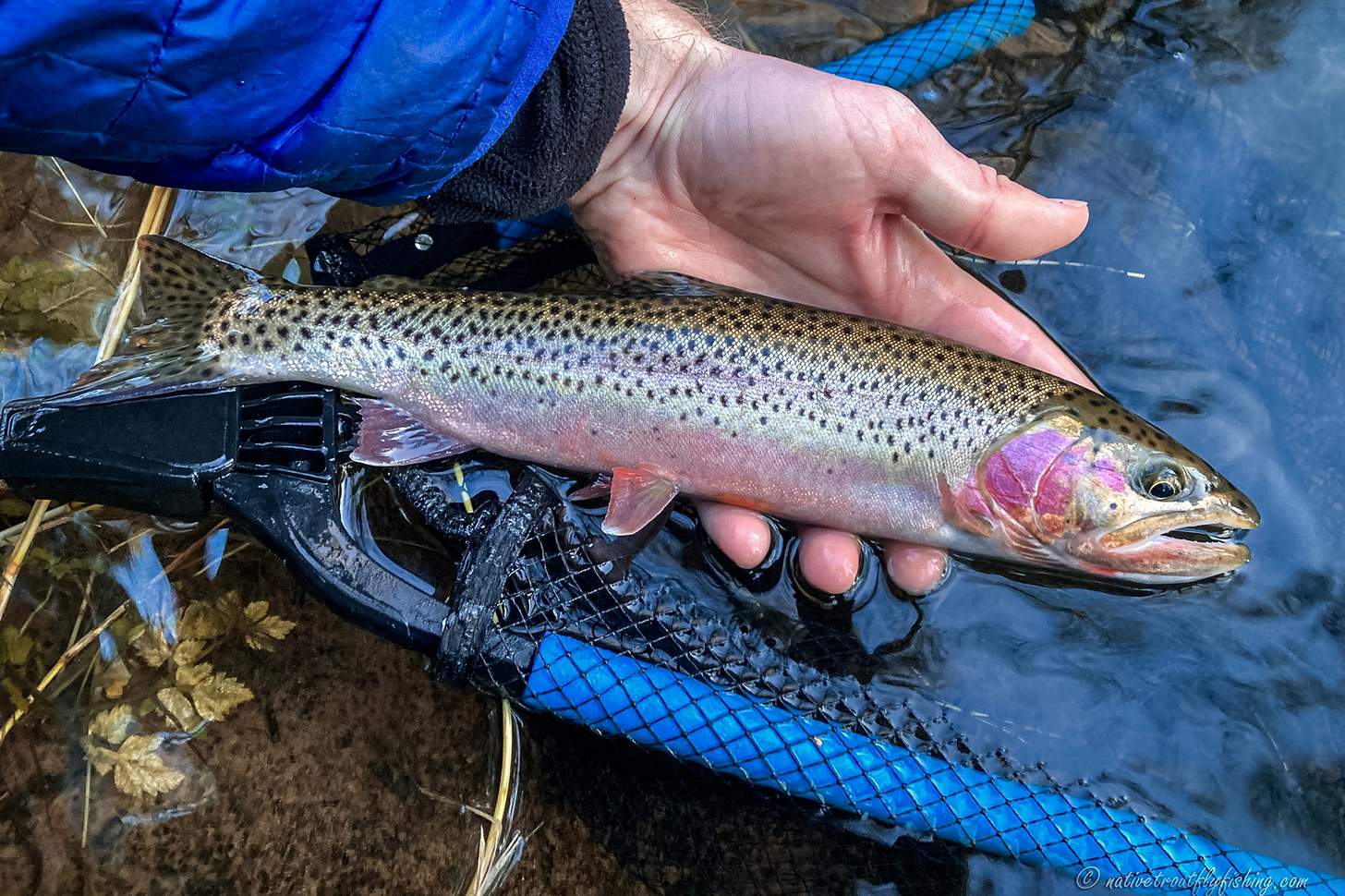 a cutthroat trout in a net