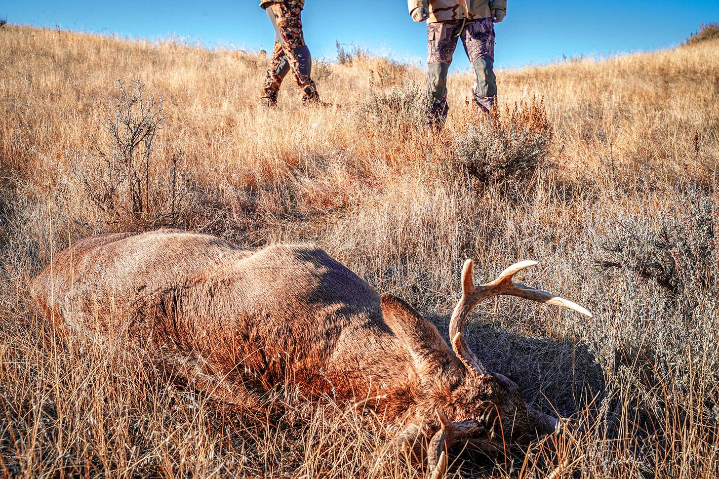 Two hunters find their shot deer while on a deer hunt, in the field and prepare for processing