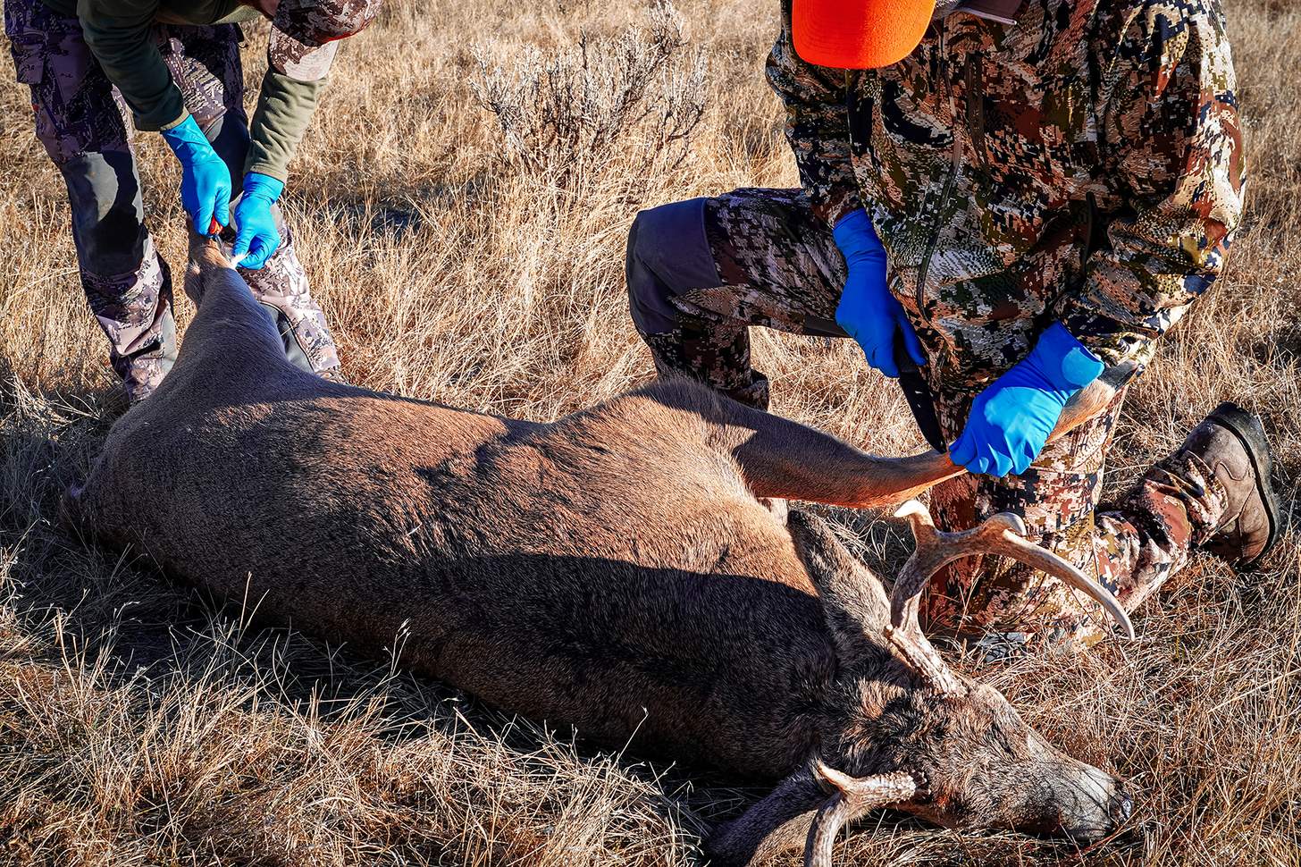 Two male deer hunters prepare to skin, dress and process the shot deer while in the field