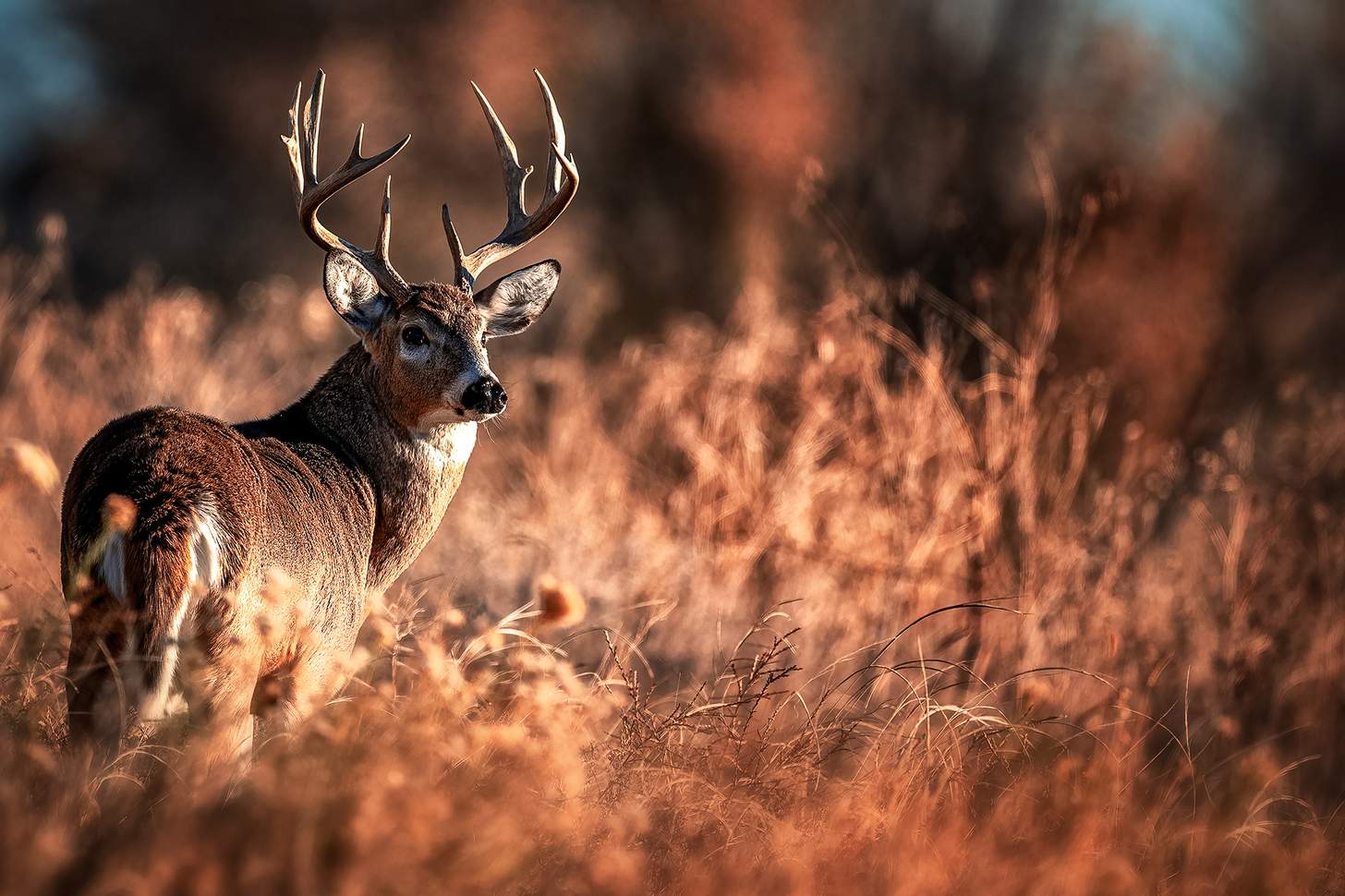 White-tailed deer buck in prime condition during the fall rut.