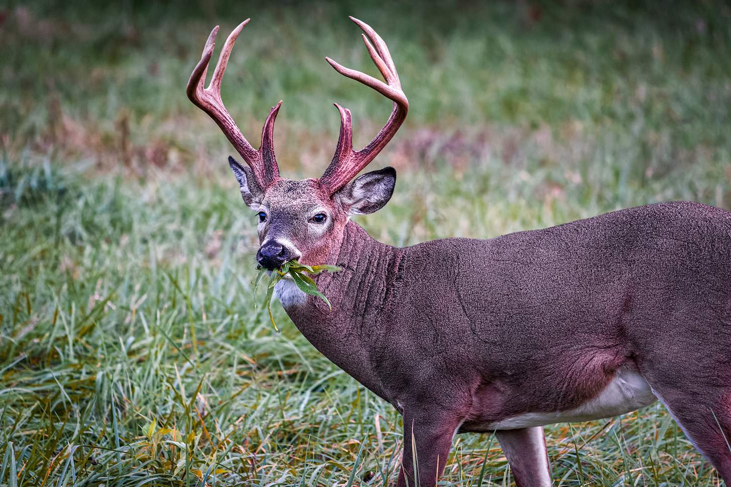 Alert white-tailed buck feeding in the grasslands of Cade's Cove, Tennessee