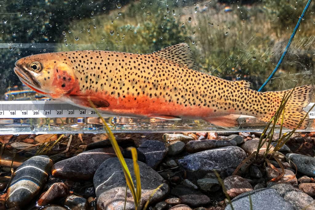 a trout from the west slop salmon river