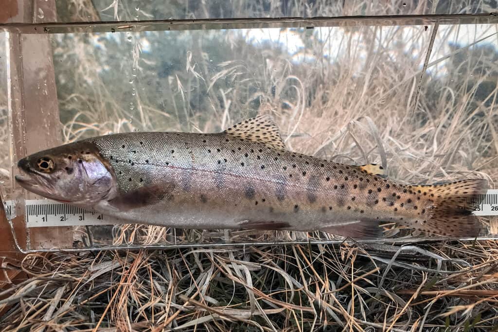 white horse cutthroat trout