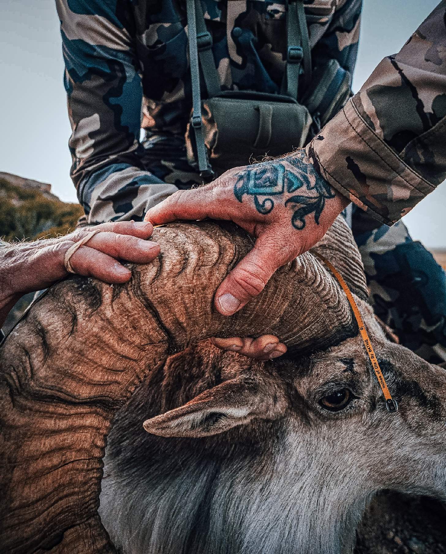 cody johnson and his record urial ram
