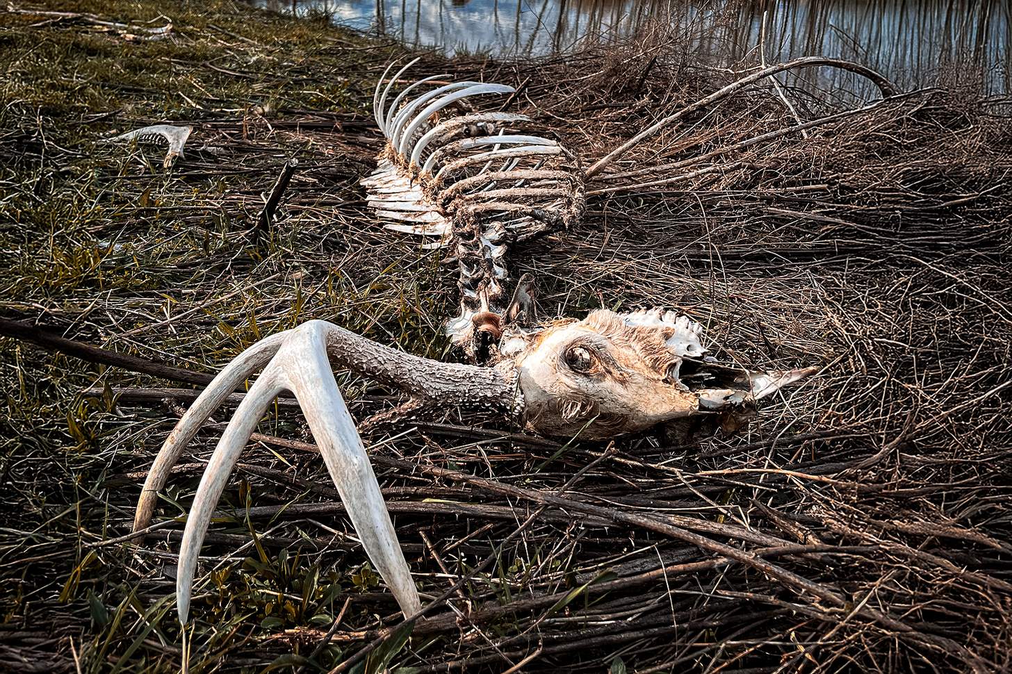 Deer Season: Is This the Worst Year Ever for EHD?