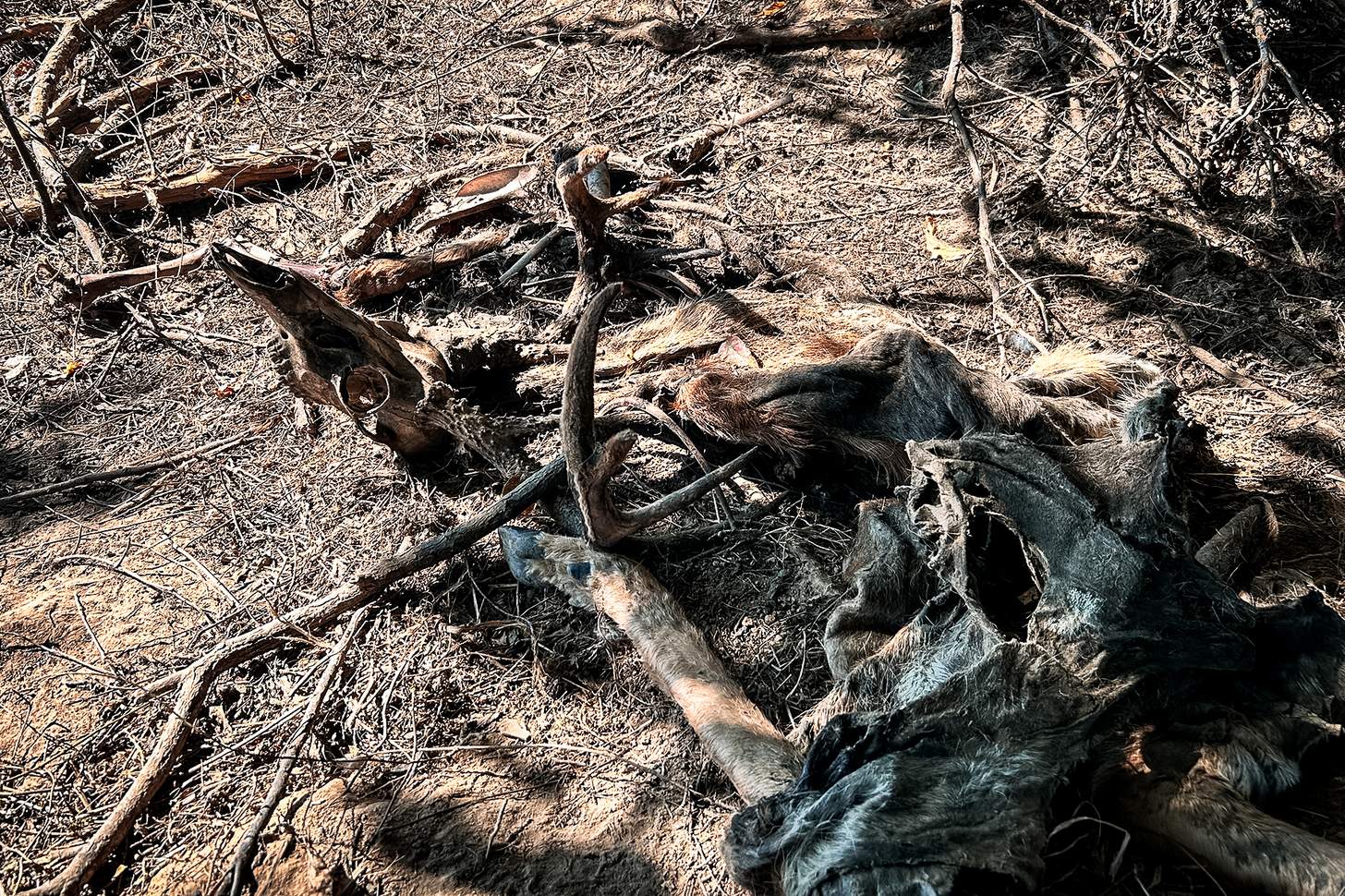 whitetail deer skeleton